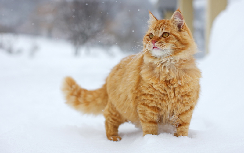 felino, 4K, gato, nieve, fluffly