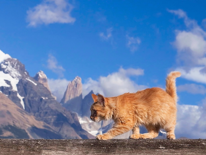 animales, 720P, caminando, gato