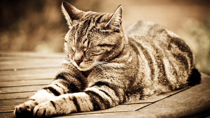 sleeping, 1080P, domestic cat, vertebrate, animales, one animal, domestic, animal themes, focus on foreground, relaxation, close-up, eyes closed, wood - material