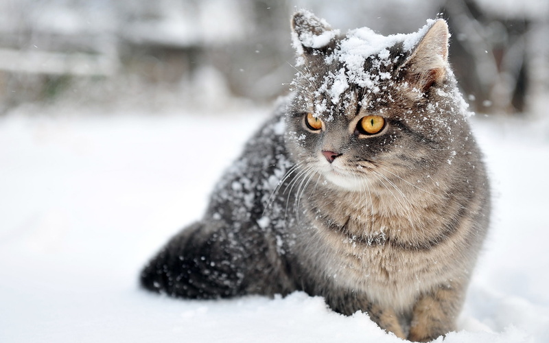 animales, nieve, 1080P, gato, felino