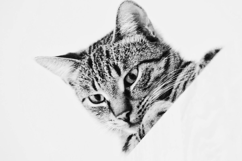 domestic, animal eye, eye-friendly, vertebrate, pets, 720P, indoors, mammal, close-up, portrait, animal body part, animal themes, tabby, animal, cat, looking