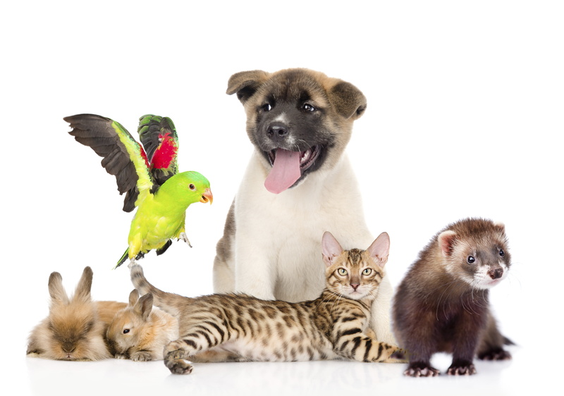 Cat, Ferret, 5K, Rabbit, Bird, Dog, Pets, Animal