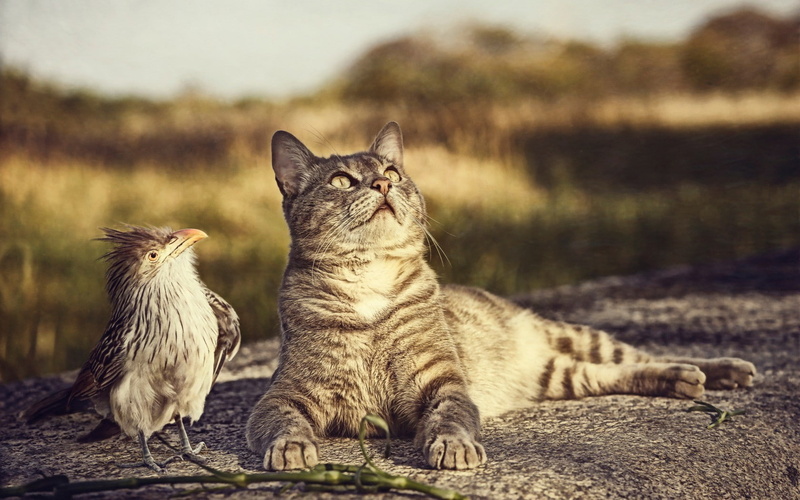 looking up, animals, cat, 720P, birds