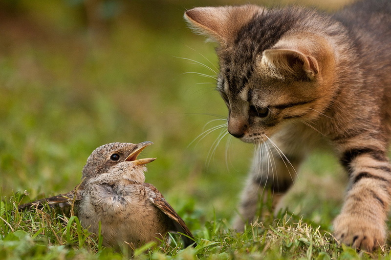 1080P, grass, kitten, instinct, Cat, hunting, Bird, Nature