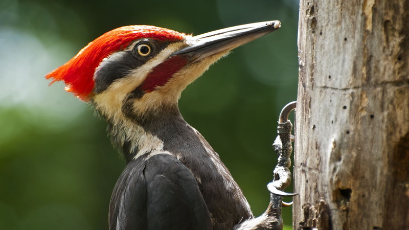 animal, tabby, animals in the wild, animals, outdoors, bird, animal head, white, woodpeckers, animal body part, no people, day, brown, cat, plant, profile view