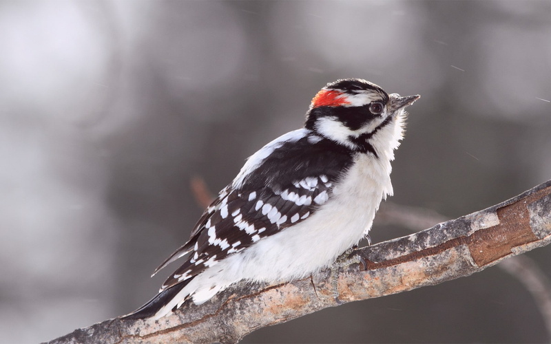 720P, animals, birds, woodpeckers