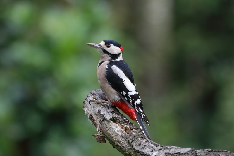 animal wildlife, outdoors, close-up, nature, white, feathers, wildlife, animal, 5K, vertebrate, beauty in nature, great spotted woodpecker, perching, animals in the wild
