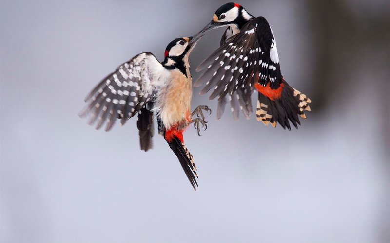 Birds, Spotted, Two, 1080P, Woodpecker, Great