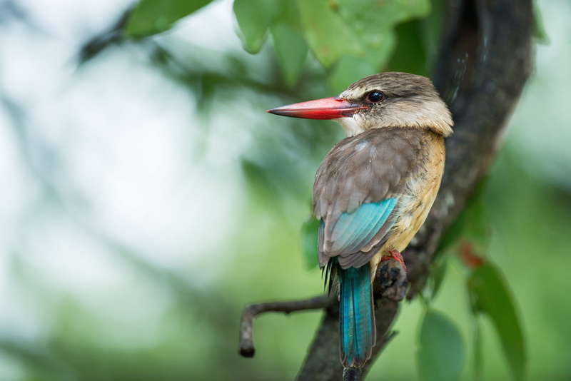 nature, wild, animals in the wild, grey, blue, day, branch, plant, photography, animal, rainforest, close-up, woodland, vertebrate, animal body part, focus on foreground