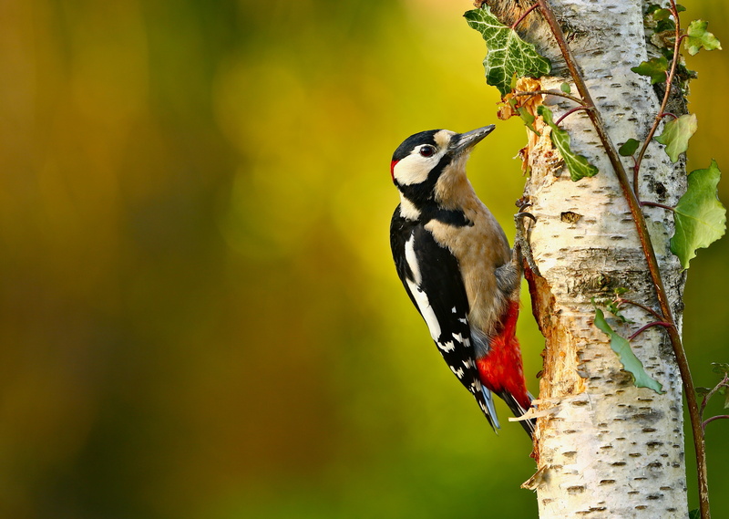 woodpecker, 4K