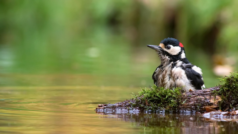 1080P, nature, Great spotted woodpecker, bird