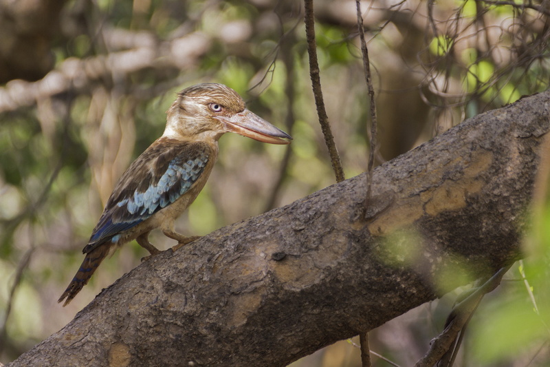 day, nature, branch, animals, animal, outdoors, animal themes, focus on foreground, bird, no people, close-up, perching, one animal, birds, trunk, tree