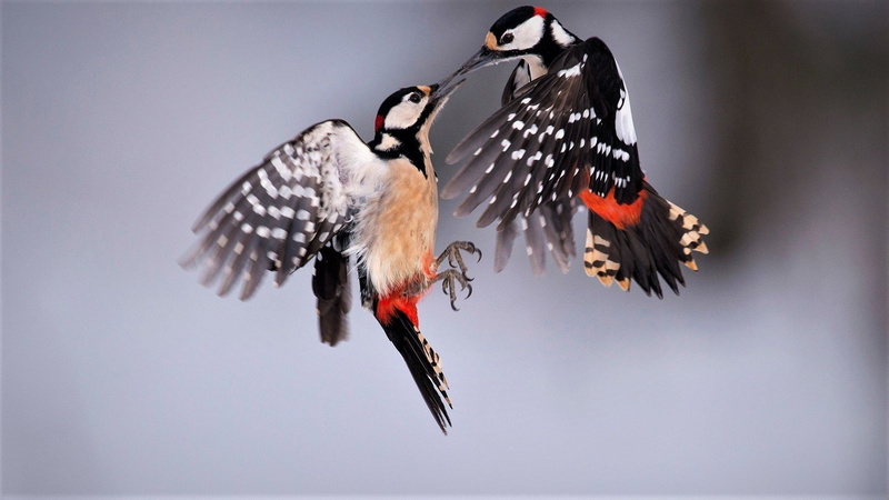 Colorful, Great Spotted Woodpecker, Animal, Birds, Bird, Woodpecker, 1080P
