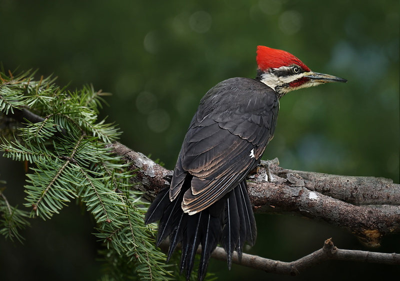 focus on foreground, black color, big birds, close-up, animal wildlife, day, outdoors, animal, nature, animal themes, perching, wilderness, birds, beak