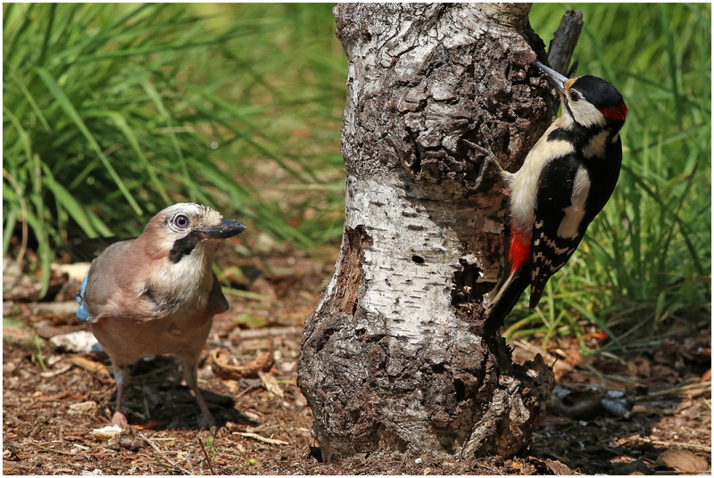 grass, tree, 1080P, nature, birds, woodpecker