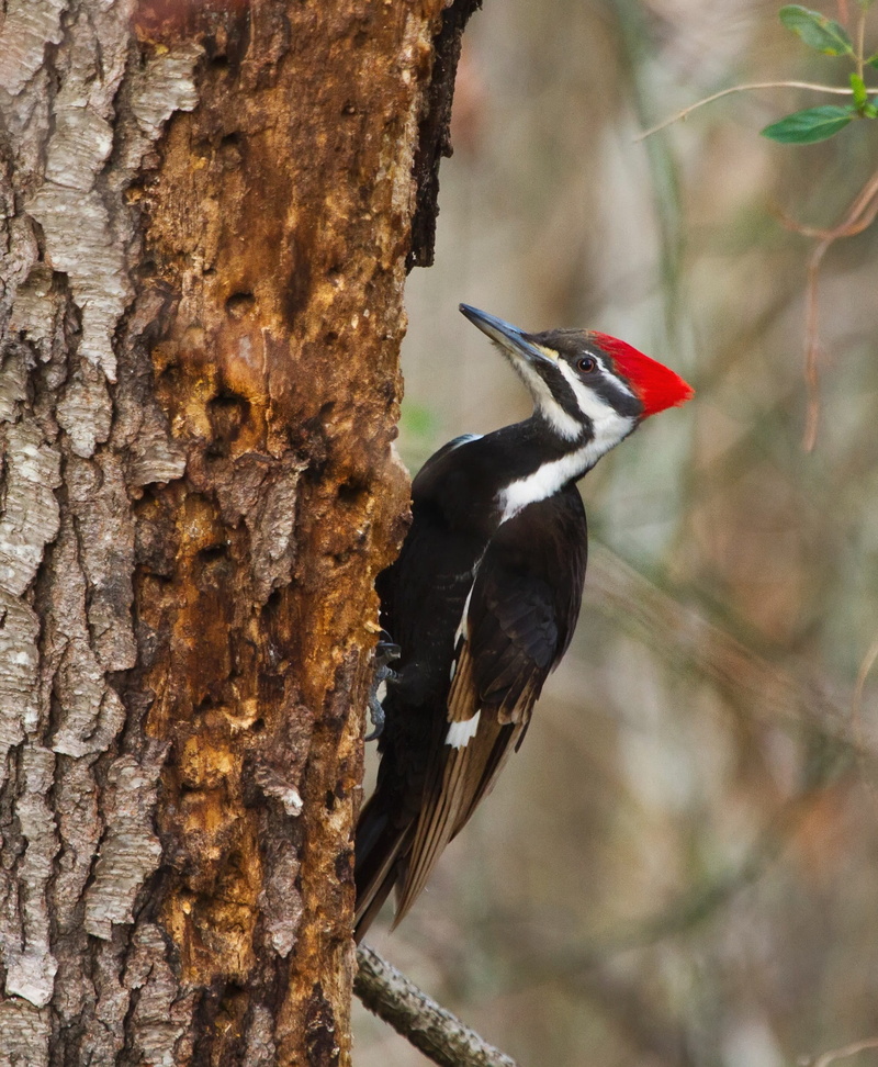 wildlife, tree, black, photography, pileated, 1080P, plant, red, no people, vertebrate, woodpecker, plant bark, pileated woodpecker, forest, outdoors