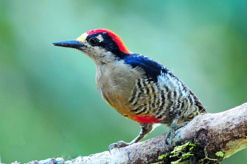 no people, plant, birds, full length, animals, animal wildlife, focus on foreground, animal, close-up, perching, branch, animals in the wild, nature, day