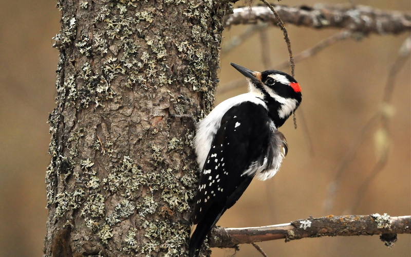 woodpecker, bird, 2K