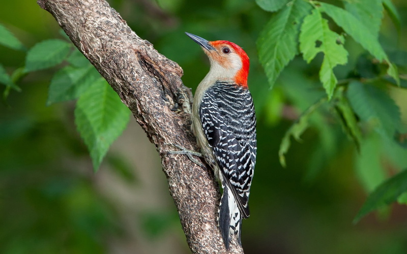 close, Bird, Woodpecker, Tree, 1080P