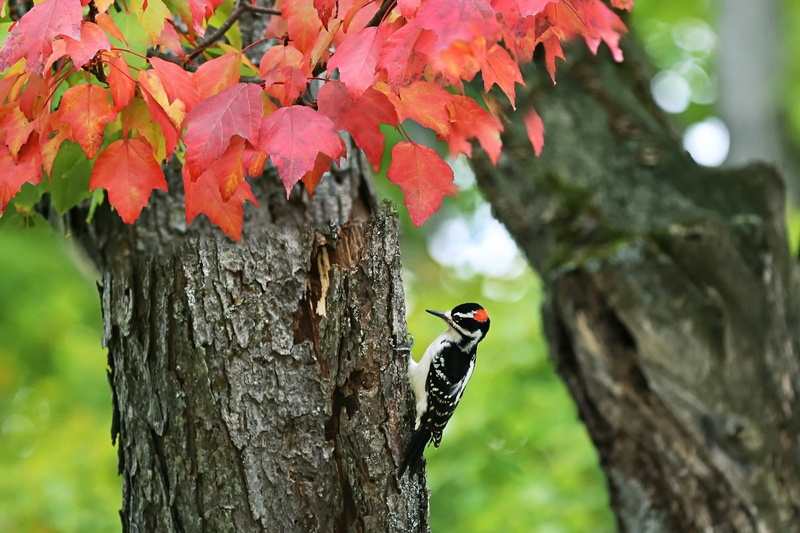 no people, plant, trees, day, nature, trunk, focus on foreground, animals in the wild, close-up, bird, animals, animal themes, 1080P, tree, branch, woodpecker