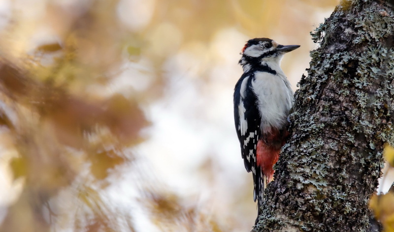 plant bark, perching, focus on foreground, lichen, 1080P, close-up, animal, animals in the wild, animal wildlife, woodpecker, tree, vertebrate, plant