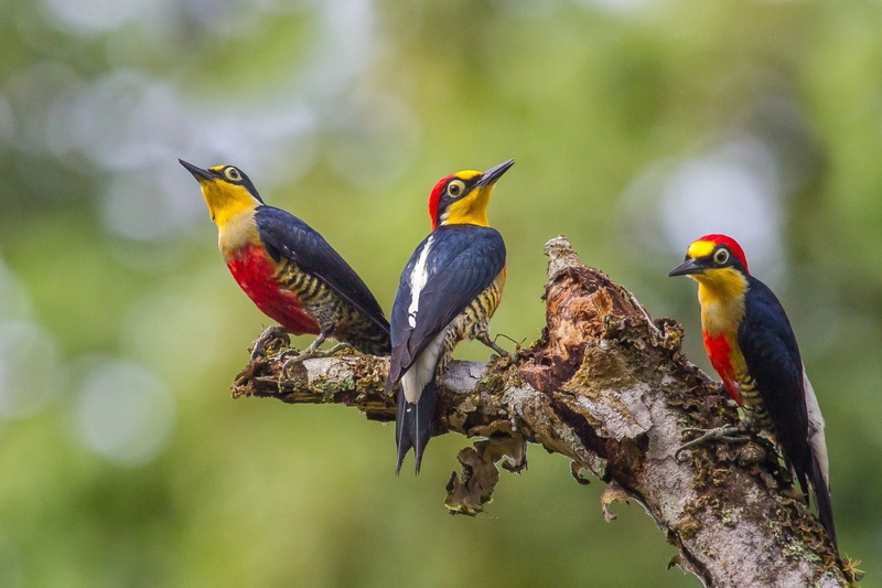 group of animals, tree, two animals, perching, plant, Branch, animal themes, yellow, day, vertebrate, Bird, animal wildlife, beauty in nature, outdoors