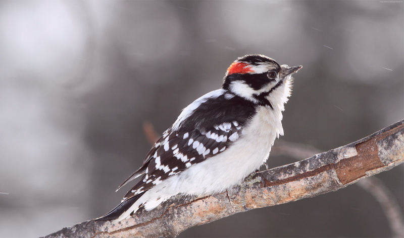 Woodpecker, blur, 4K, cute animals