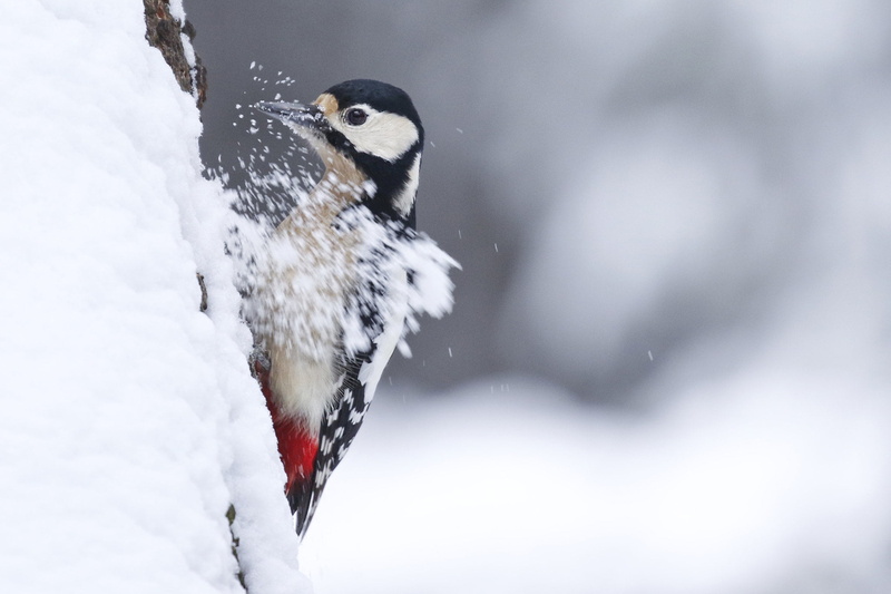 Winter, Birds, Snow, Woodpecker, 1080P