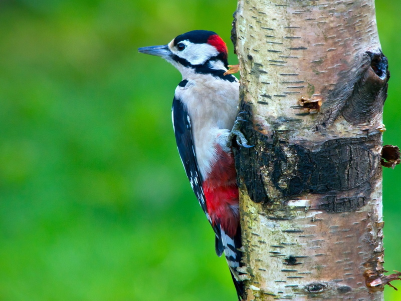 Bird, 1080P, woodpecker, tree, birch, sanitation