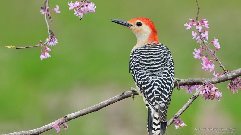 bellied, texas, 2K, red, houston, Birds, woodpecker