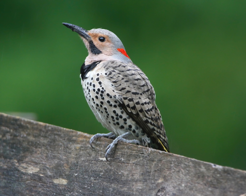 flicker, tree, outdoors, nature, animal themes, bird, wildlife, perching, focus on foreground, northern flicker, woodpecker, no people, one animal, beak