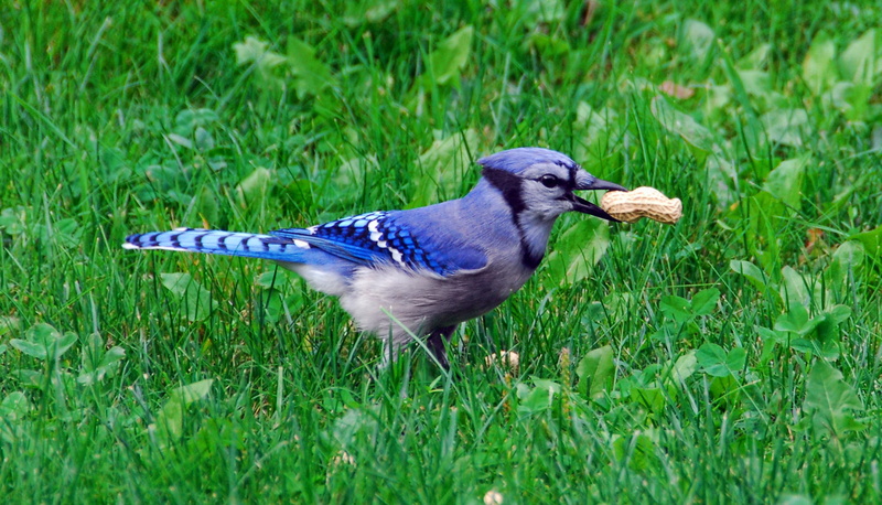 animal themes, outdoors, day, woodpecker, canada, no people, vertebrate, nature, jay, bird, wild, plant, new brunswick, selective focus, animals in the wild