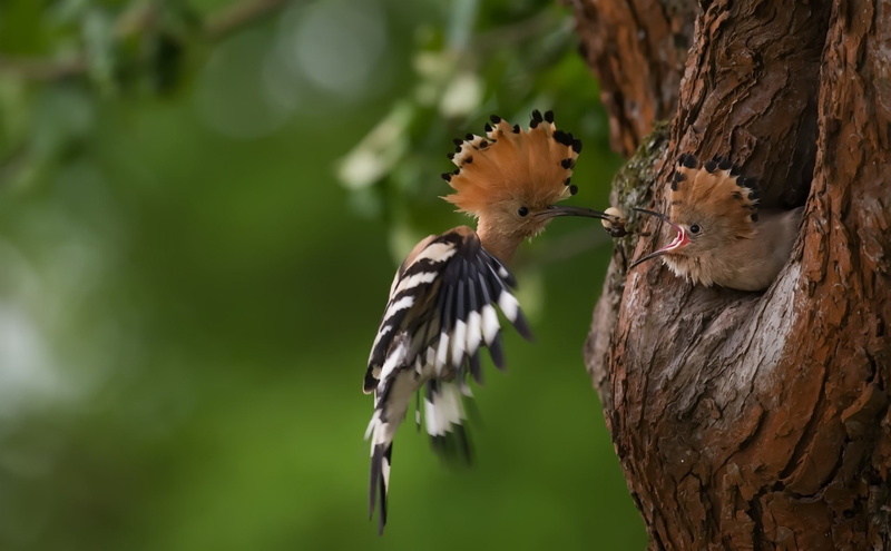 Wildlife, one animal, animal themes, Bird, animal wildlife, perching, nature, tree trunk, Birds, Hoopoe , focus on foreground, animals in the wild, plant