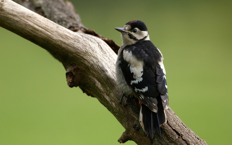 Bird, Woodpecker, feathered, black, 1080P, Trunk, white, Tree