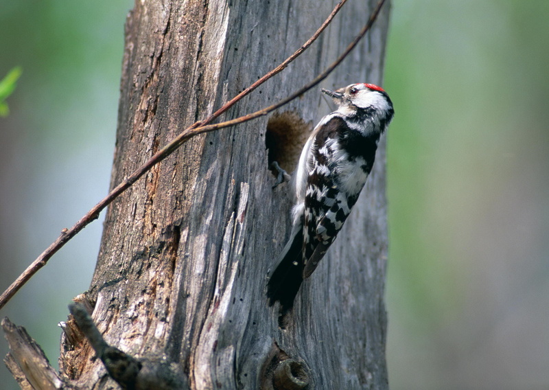 bird, animals Hunting, forest, hawk - Bird, bird Watching, 1080P, animal Wing, animal Eye, nature, downy, animals In The Wild, bird of Prey, animal themes