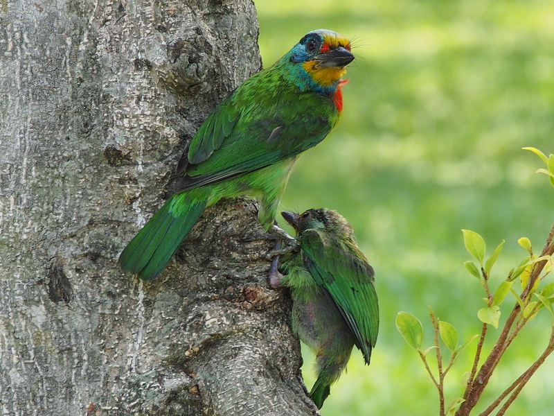 two animals, outdoors, tree, colored birds, time, green, plant, focus on foreground, animals In The Wild, parent birds, wildlife, gray, birds, parrot, two