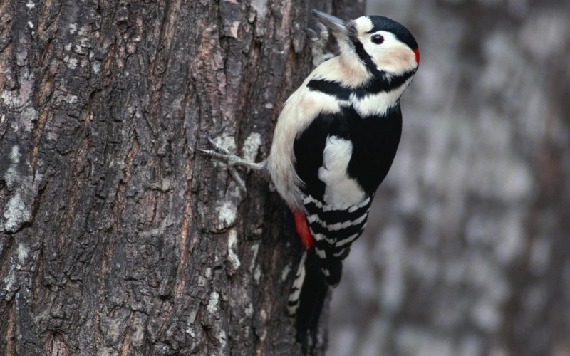 plant, animal themes, red, 720P, focus on foreground, animals in the wild, branch, tree, animal wildlife, outdoors, perching, day, close-up, nature, black