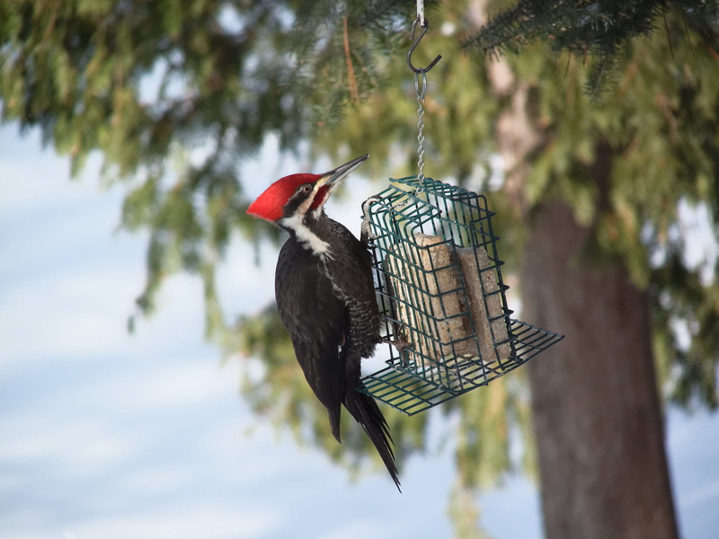 plant, bird, day, nature, woodpecker, animals in the wild, bird house, one animal, no people, bird feeder, animal wildlife, hanging, outdoors, red, tree