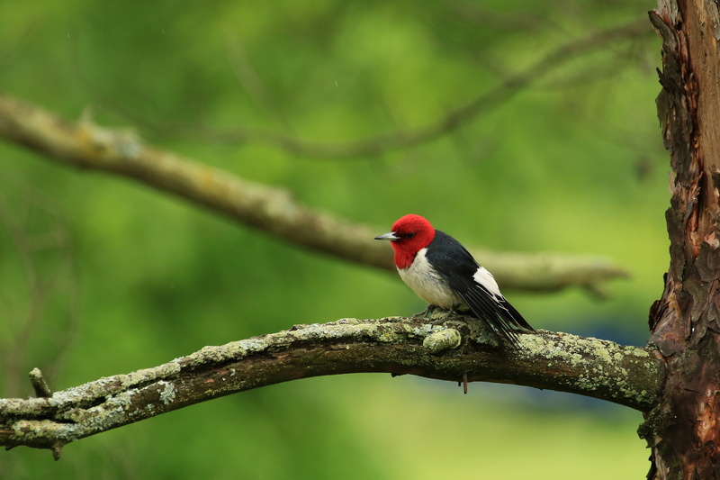 wildlife, red, tree, gray, 2K, headed, branch, nature, outdoors, woodpecker, bird, daytime, perched, black, animal
