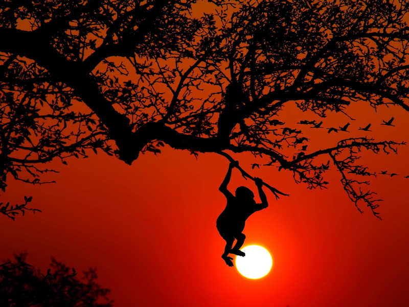 change, tree, growth, monkey, jungle, composing, swing, beauty in nature, sunset, leisure activity, plant, digiart, tranquility, tranquil scene, scenics - nature