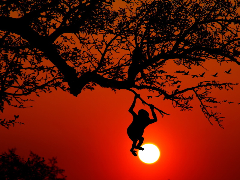 change, swing, jungle, tree trunk, silhouette, growth, hanging, outdoors, composing, tree, scenics - nature, sunset, leisure activity, 2K, monkey, aesthetic