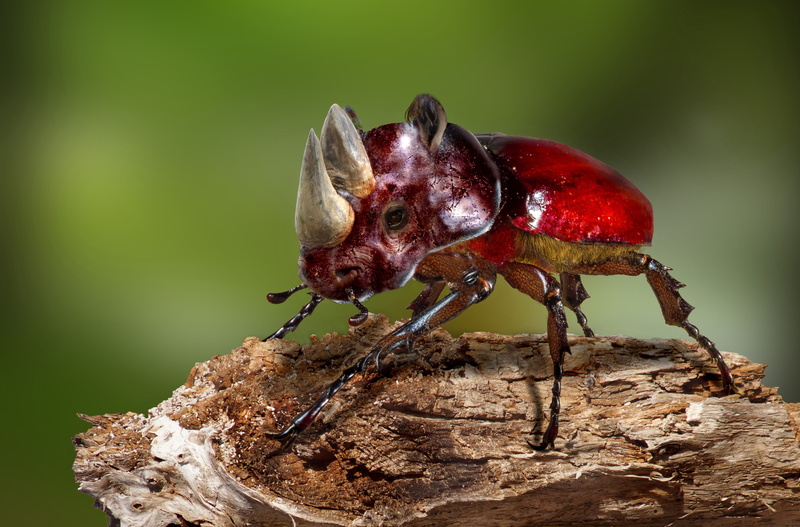 tree, focus on foreground, animal wildlife, plant, one animal, solid, rhinoceros beetle, day, close-up, beetle, art, digiart, beauty in nature, no people