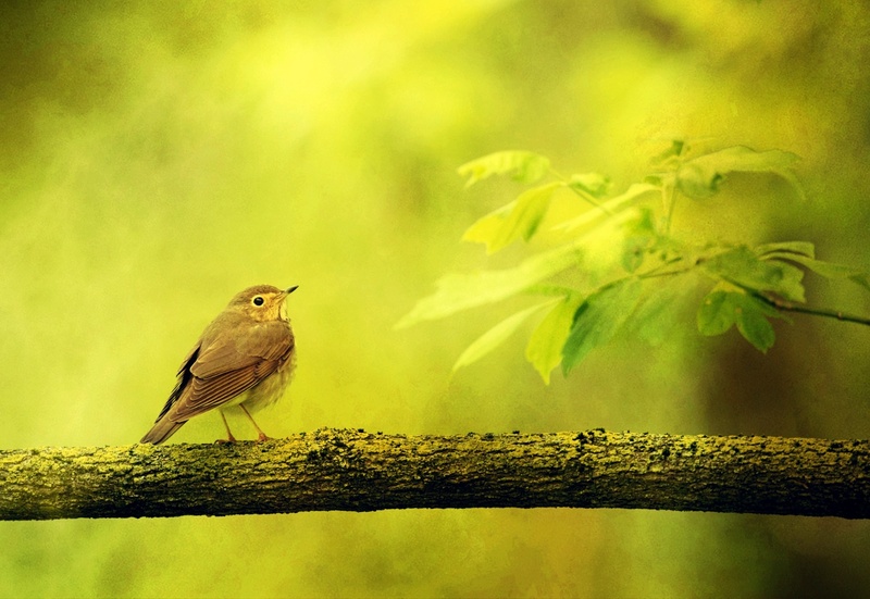 no people, design, texture, bird, green, branch leaves, beauty in nature, animals in the wild, vertebrate, 1080P, animal themes, perch, spearow, day, deciduous tree