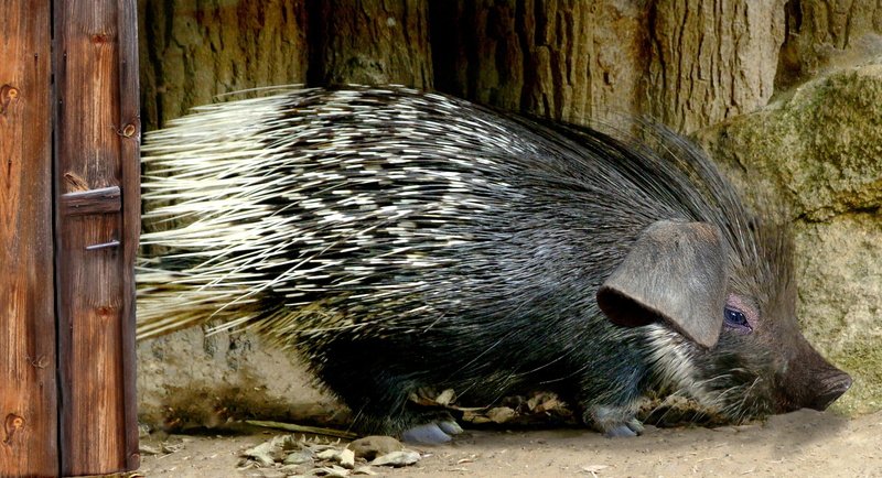 zoo, mammal, close-up, animal themes, day, prickly, zoology, domestic animals, no people, digiart, vertebrate, animals in the wild, nature, animals in captivity