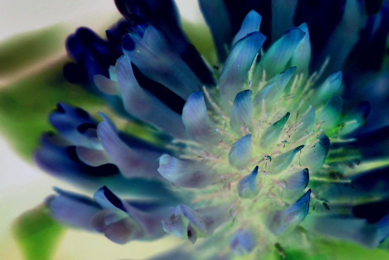 roadside, nature, blue, flowering plant, beauty in nature, macro, day, negative, close, inflorescence, flora, plant, flowers, false color, petal, flower