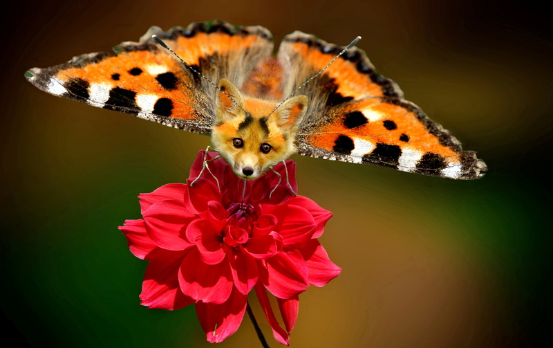 pollination, animal, hybrid, no people, animal wildlife, animal wing, art, insect, fragility, little fox, animal themes, photoshop, freshness, butterfly - insect