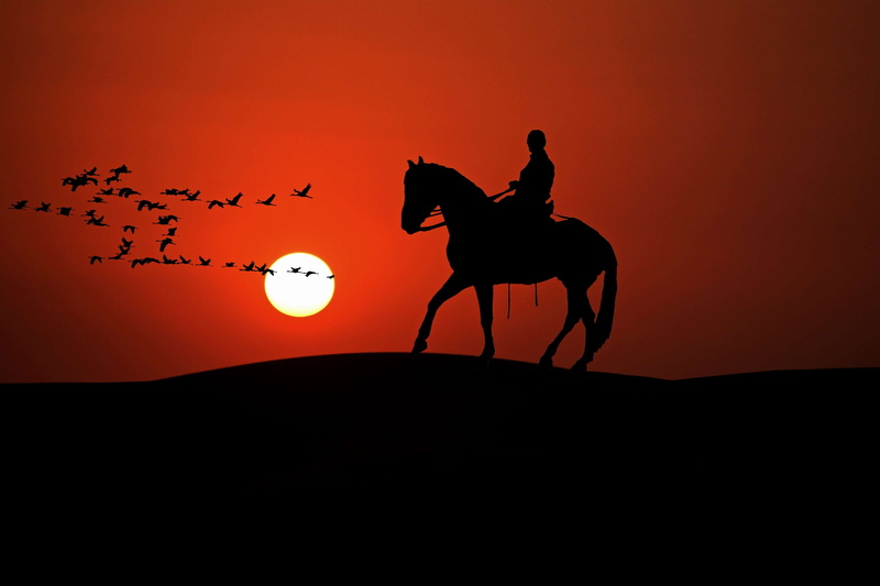herbivorous, composing, group of animals, flock of birds, animals in the wild, sun, orange color, riding, working animal, bird, sky, animal, sunset, domestic