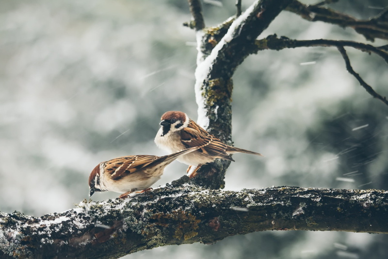 winter, nature, day, animal, outdoors, birds, animal wildlife, bird, no people, tree, sparrow, branch, animal themes, 1080P, vertebrate, focus on foreground