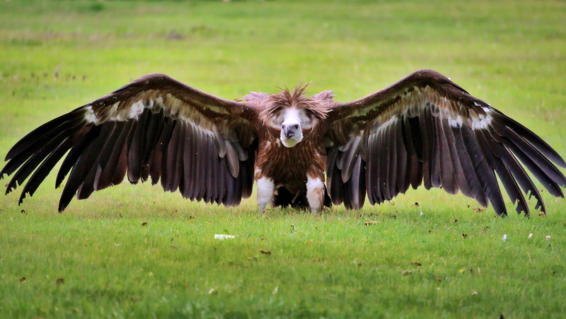 large, span, animal wildlife, plant, bird, feather, 4K, no people, start, field, animal, wild animal, raptor, scavengers, vertebrate, green color, bird of prey