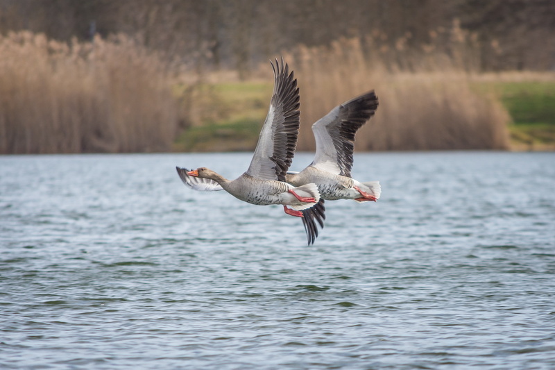 nature, goose, waterfowl, one animal, no people, grey geese, creature, wildlife photography, waterfront, geese, bird flight, greylag goose, poultry, plumage